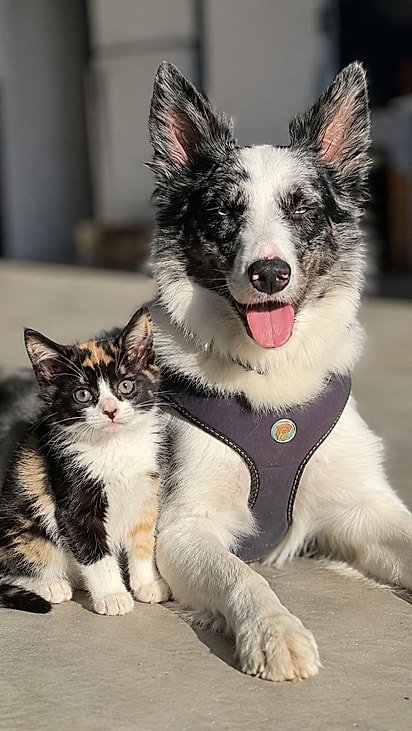 Jack e Miumiu.