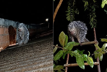 O que você ta fazendo ai cara?: Animal fica furioso após morador conversar com ele e perrengue viraliza