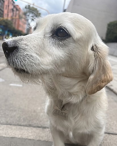O cachorrinho Tony.