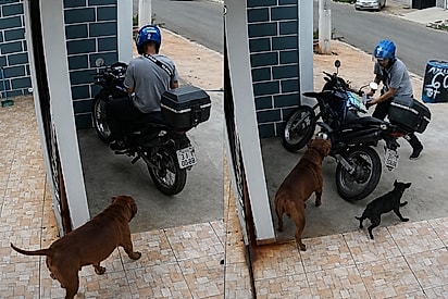 “Ele se assustou mais que o motoboy”: pitbull sai pelo portão durante entrega e reação inesperada viraliza.