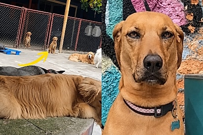 “Todos os caramelos são serelepes, menos um”: Cão viraliza ao mostrar que não gosta de bagunça e ignorar creche
