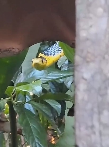 A moradora misteriosa era uma caninana enorme.