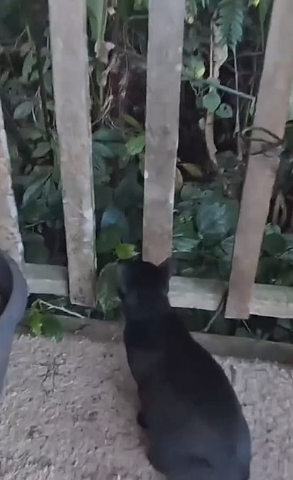 O gato Salen estava completamente hipnotizado olhando para o mato, ao lado da residência.