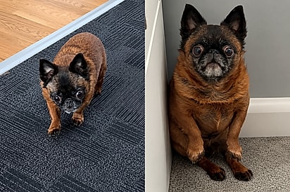 “Mistura de chihuahua com morcego?”: conheça Dottie, a cachorrinha minúscula que conquistou a web.