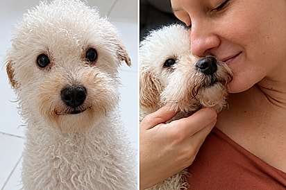 “Não era a hora, mas era ele”: mulher se encanta por cão adulto e destino transforma desistência em adoção.