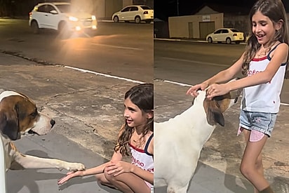 Era só pra ser um espetinho mas encontramos o amor: Menina cria conexão com cão de rua e imagens emocionam