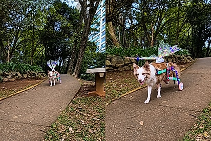 Valente e especial: Cachorrinha paralítica passeia toda enfeitada de fada e cena encanta