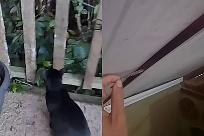 Gato olha fixamente para o mato e tutora descobre animal de quase 3 metros que rondava residência