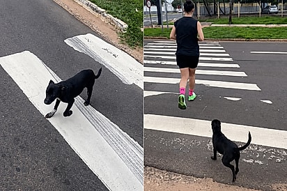 “Ela correu 7 km atrás de uma família”: vira-latinha segue casal durante treino e muda a própria história.