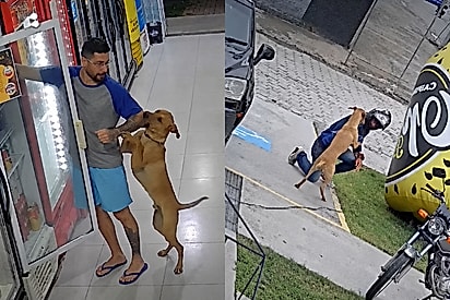 “Jovem aprendiz de quatro patas”: cão comunitário trabalha em mercado e conquista clientes com travessuras.