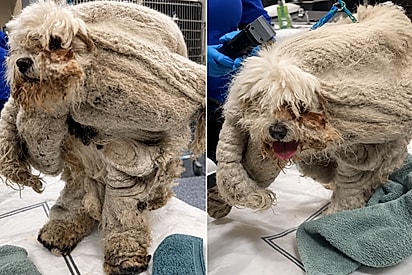 “Por baixo de 1,8 kg de pelos”: poodle negligenciado revela rostinho doce após ser resgatado.