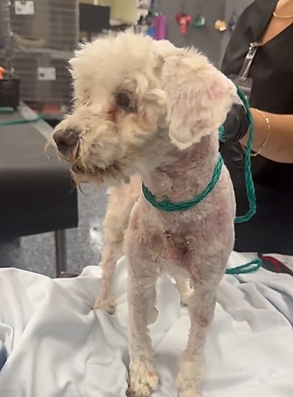Pablo passou por uma linda transformação e foi adotado.