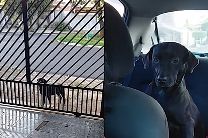 Cachorros viralizam por buscar “colega de trabalho” em casa todos os dias