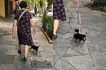 ‘Quando vejo essa dupla, meu dia se ilumina’: vizinha filma cachorrinha enérgica que encontrou seu jeitinho de gastar energia quando passeia com idosa.