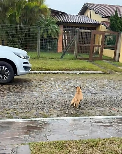 Marisco indo embora ao ver a humana favorita.