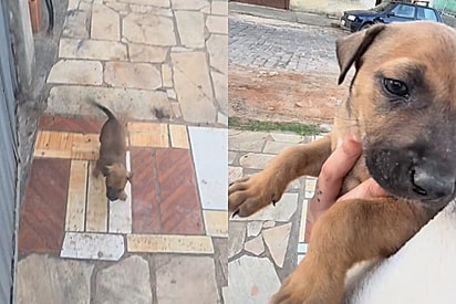 “Quem é você?”: Filhote aparece em portão, entra sem cerimônia e adota jovem