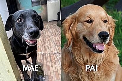 “Sabor golden”: cachorrinha filha de vira-lata e golden retriever encanta ao mostrar seu jeitinho único.
