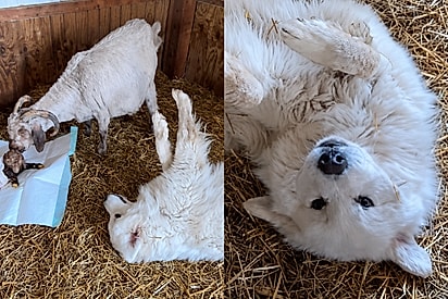 Cão pastor rola de felicidade ao ver que bebê cabra nasceu bem: Esse é o seu momento favorito.