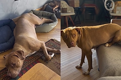 ‘Ele tem distorção de imagem’: Cachorro com ‘condição rara’ vive drama diário e história repercute online