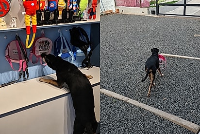 “A melhor hora é a saída”: vira-latinha reconhece sua mochila na creche e corre até o portão para esperar tutor.