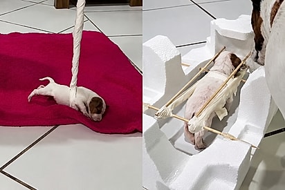 “Cada graminha importa”: filhotinha prematura emociona ao fazer exercícios improvisados para fortalecer o corpinho.