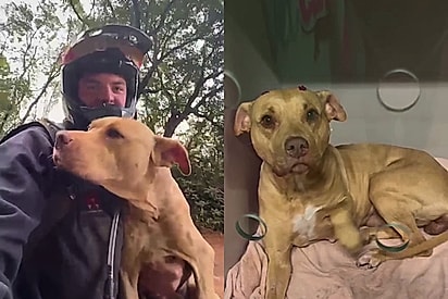 Trilheiro sai de casa sozinho e retorna acompanhado após resgatar cachorrinha abandonada.