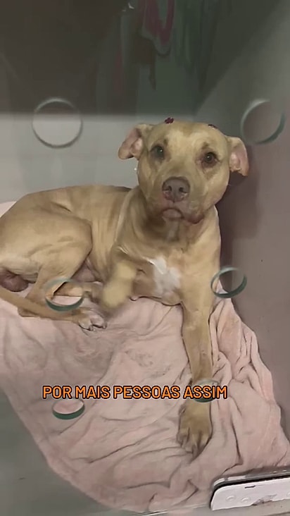 Ela ganhou banho e foi levada para atendimento veterinário.