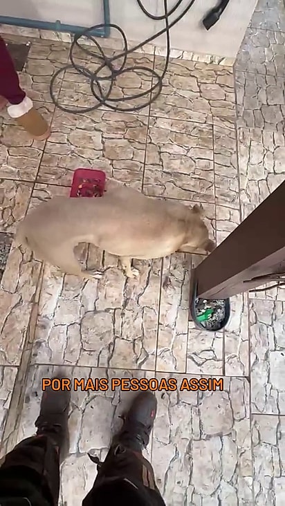 A cachorrinha estava muito magra.
