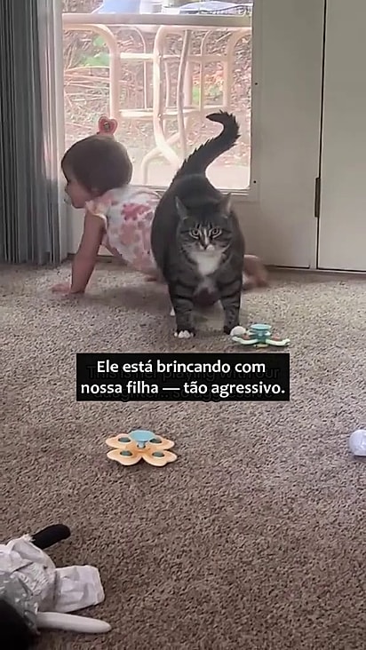 A gata adora estar perto da menina.