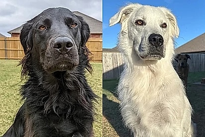 Buster antes e depois de mudar de cor.