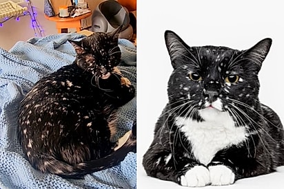 Conheça Gatsby, um gatinho com pelo de galáxia que conquistou legião de fãs nas redes sociais