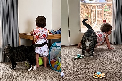 Gata abandonada por ser agressiva demais ganha família e atitude com criança mostra a verdade