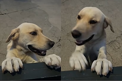 Caramelo fica envergonhado com elogios