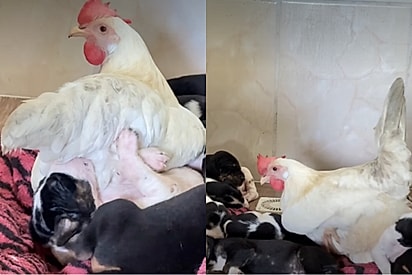 Relação de amor entre especies foi publicada em video nas redes sociais