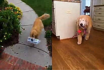 Apesar de não enxergar mais, cachorro segue indo buscar o jornal da família