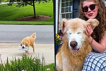Apesar de não enxergar mais, cachorro segue indo buscar o jornal da família