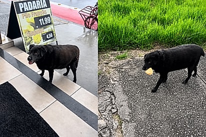 Jovem flagra cachorrinha caminhando com pão francês na boca e então descobre a origem: “Não daaaa kkkkk”.