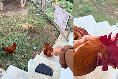 Galo corre de encontro a sua dona para dar bom dia