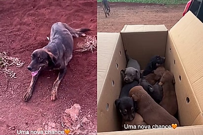 Um verdadeiro final feliz para todos