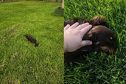 Cachorrinho narcoléptico tenta brincar com os irmãos, mas acaba “desligando” no meio da diversão.