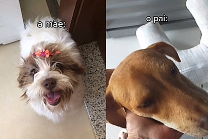 Lhasa princesinha se envolve com vira lata caramelo e filhote chama atenção: ‘cara de ressaca’