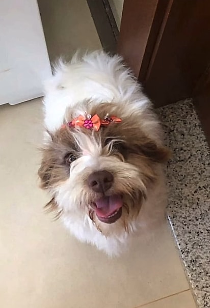 A mãe da filhote, aparentemente, é uma lhasa apso.