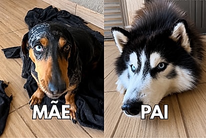 Corpo de salsichinha e olhos de lobo: dachshund tem filhotes com husky e aparência dos bebês deixa internautas impressionados.