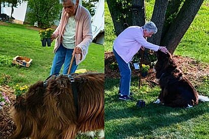 Cão gigante ajuda bisavó de 96 anos no jardim e cena encanta a internet.