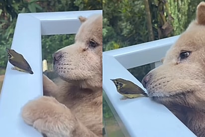 Dando lambeijos: Chow-Chow chega de forma carinhosa para fazer amizade com passarinho e cena encanta