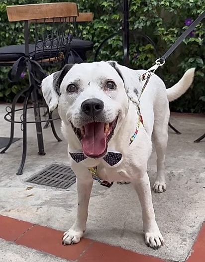 Sonic, um cão de 12 anos.