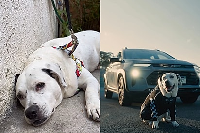 Cego, surdo e com 12 anos, cão que nunca chamava atenção nas feirinhas de adoção virou garoto-propaganda