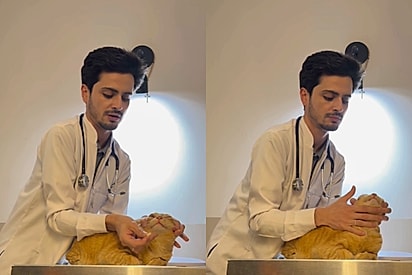Veterinário ensina técnica para dar comprimido para gato e internet fica sem acreditar: ‘Foi combinado’