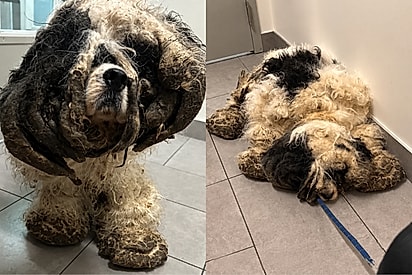 “Ele só conhecia o medo”: cachorro é achado trancado em armário e tem rostinho lindo revelado após tosa.