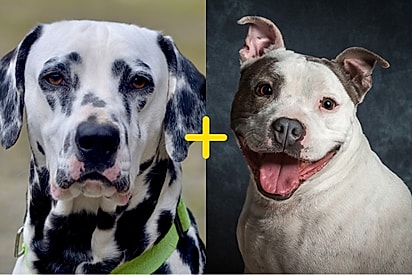 Pelo de dálmata e rostinho de Staffordshire Bull Terrier: Conheça Cash, um cachorro fruto acidental de uma mistura de raças incomum.
